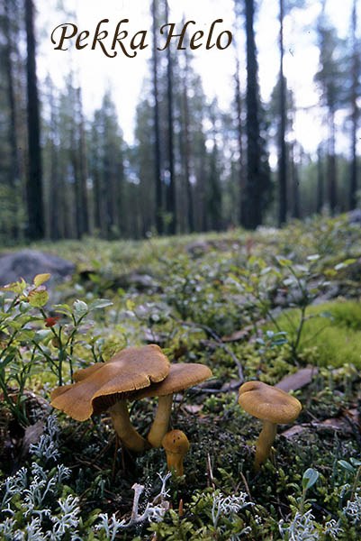 Buzgunchilik bilan guruh jinsiy aloqa